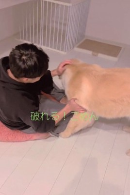 メルくんに謝るパパ