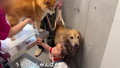 「がんばって」
