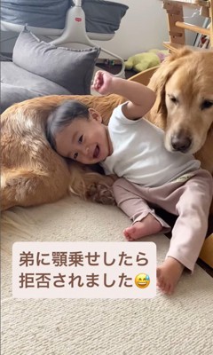 ラジャーくんが息子くんにあご乗せしてみたら4