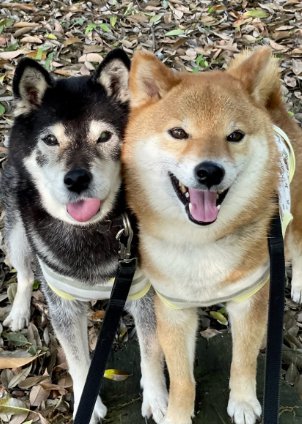 くっついて笑顔の2頭の柴犬
