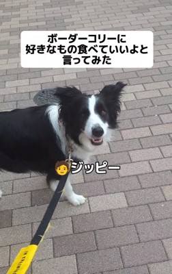 ボーダーコリーのジッピーくん