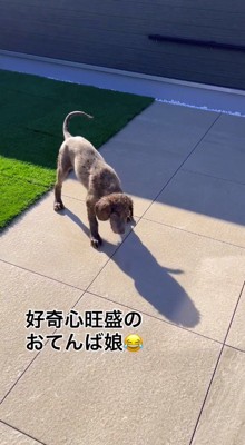 庭でシャワーの水を追いかける子犬
