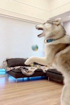 キャッチを失敗するセナくん