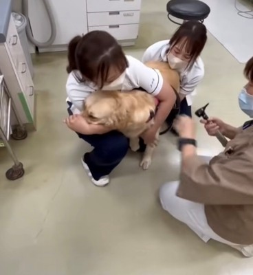 診察室でスタッフに抱えられる犬