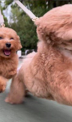 お母さんを見つけた時の福ちゃん＆米ちゃん9