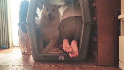 クレートに入る犬と男性