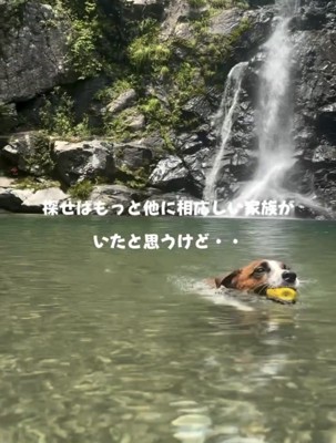 水の中を泳ぐ犬