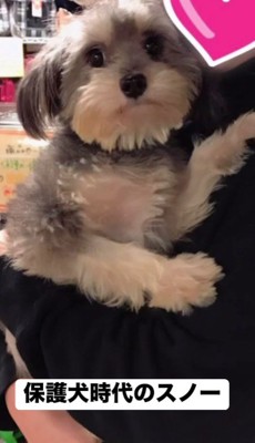 心臓の病気で売れ残りに