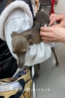 注射をされるティナちゃん