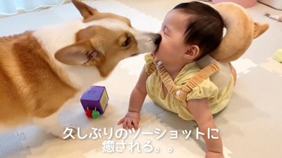 むぎくんと赤ちゃんの再会4