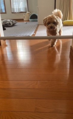 歩いてきたもち太くん