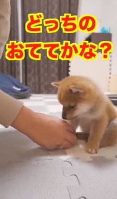 どっちの手か悩む竜ちゃん