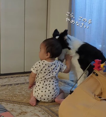 犬の毛を掴んでいる赤ちゃん