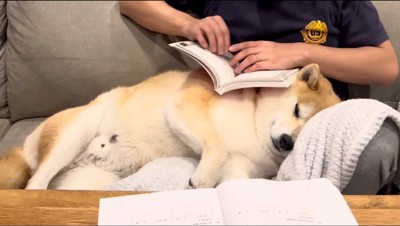 犬の体の上に本を乗せる男性