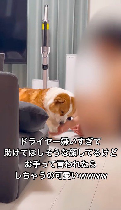 右前足を飼い主の手の上に乗せる犬