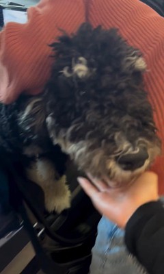 フランくんとママさんの再会3