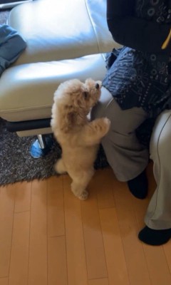 ちゃこたろう君と祖父母の初対面5