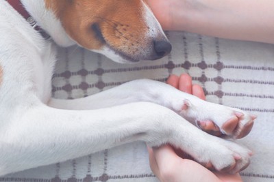 横たわる犬と手