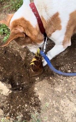 タケノコ掘りをするワンコ1