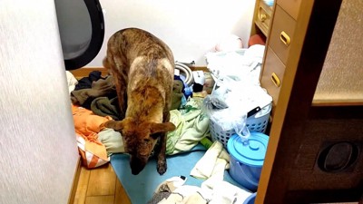 まさかの場所にいたりゅうさん7