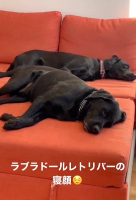 一緒に眠る2匹の犬