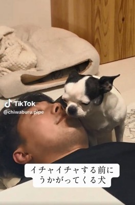 パパに甘えたいピペちゃん