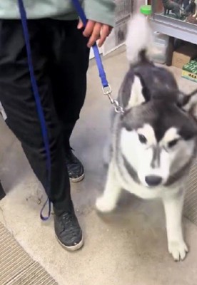 いよいよ飼い主さんの元に!
