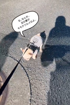 よちよち歩く子犬