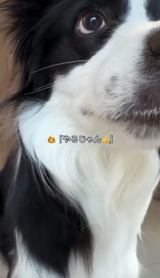どアップの犬