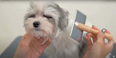 顔周りをブラッシングされる小型犬