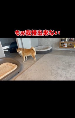パパがお仕事に行くのを嫌がるおもち君8