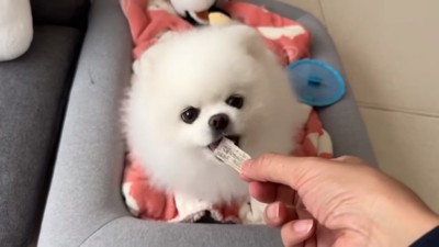 おやつを食べるマヨちゃん