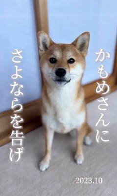 クルミちゃんの1年間の写真3