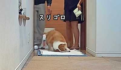 マットに体を擦り付ける犬