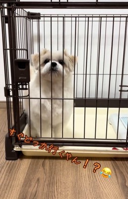 ゲージの中で待つ小型犬