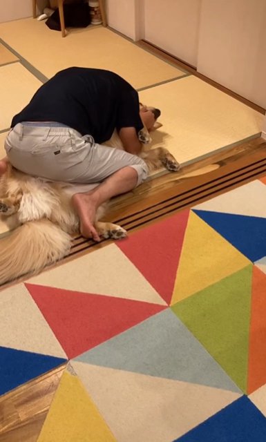 男性に覆いかぶさられる仰向けのゴールデンレトリバー