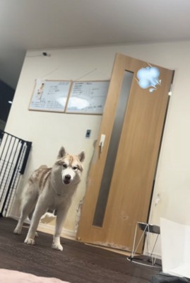 呆然とするハスキー