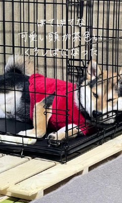 まさかのミケ柴さん!!