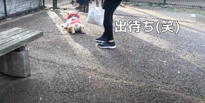 アスファルトの上で伏せをしている犬の後ろ姿