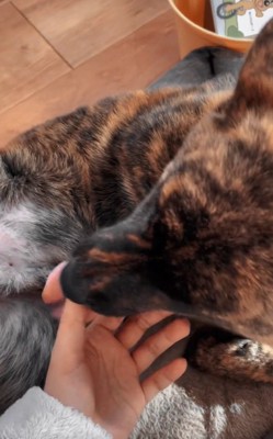 飼い主さんの手を舐めるトシくん