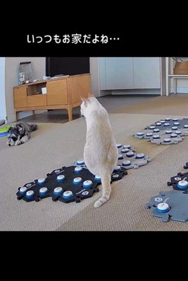 フーフーくんを気遣うモネちゃん3