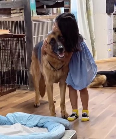 ジャーマンシェパードドッグに優しく抱きつく女の子