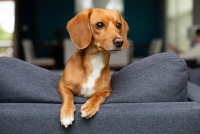 ソファーから見ている茶の犬