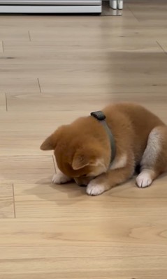 はむちゃんの寝落ち4