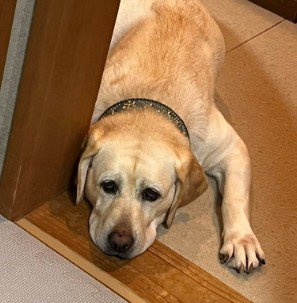 「子猫に挨拶だけしたい…」