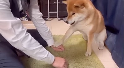 左手を選ぶ柴犬