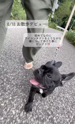 お散歩デビュー