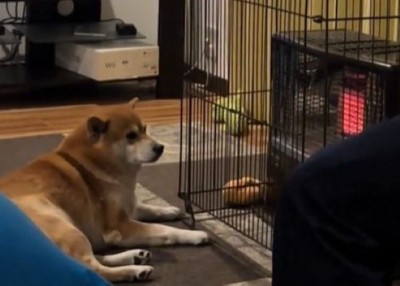 暖を取りながら見守るこじろー君2