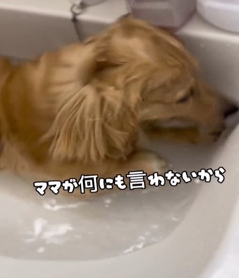 洗面所で水に入る犬2