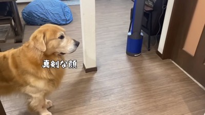 真剣な顔のベンツくん